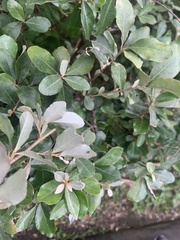 Elaeagnus oldhamii