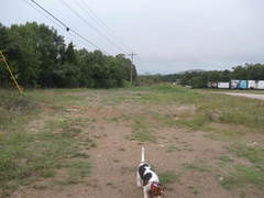 Oenothera macrocarpa
