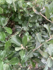 Elaeagnus oldhamii
