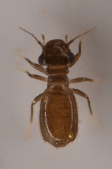 Lepinotus reticulatus