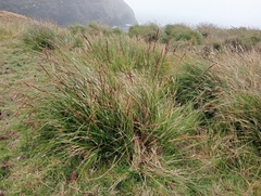 Carex appressa