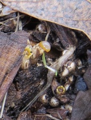 Sphaerobolus stellatus