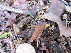 Sphaerobolus stellatus