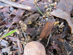 Sphaerobolus stellatus