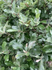 Elaeagnus oldhamii