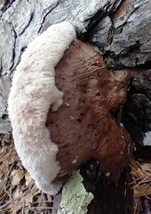Leptoporus mollis