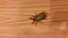 Polyphylla decemlineata