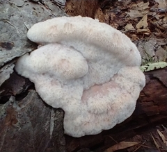 Leptoporus mollis