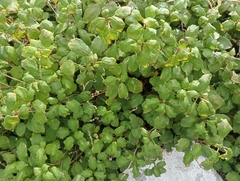 Fuchsia perscandens