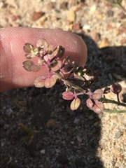 Lepidium nitidum