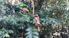 Merinthopodium neuranthum