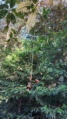 Merinthopodium neuranthum