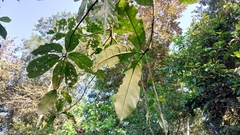 Merinthopodium neuranthum