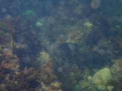 Notolabrus tetricus