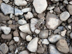 Neocicindela tuberculata