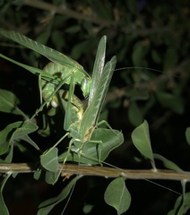 Insara elegans