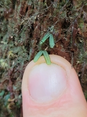 Hymenophyllum armstrongii