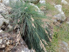 Poa astonii