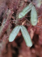 Hymenophyllum armstrongii