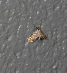 Anydraula pericompsa