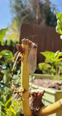 Cicadidae