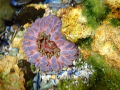 Phlyctenanthus australis