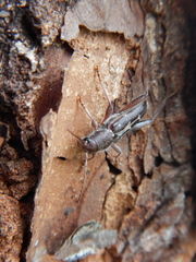 Xylotrechus sagittatus