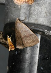 Bocula sejuncta