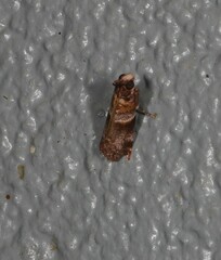 Calguia defiguralis