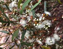 Eucalyptus leptophylla