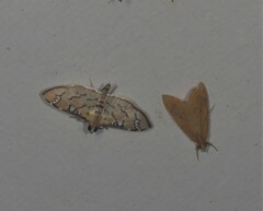 Cotachena hicana