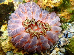 Phlyctenanthus australis