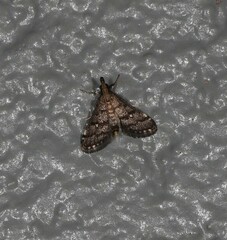 Criophthona trileuca
