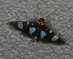 Glyphodes doleschalii