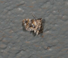 Elophila difflualis