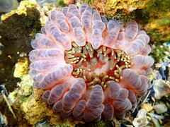 Phlyctenanthus australis