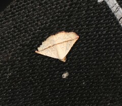 Eublemma perversicolor