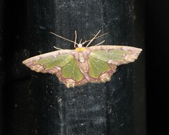 Eucyclodes erymnodes