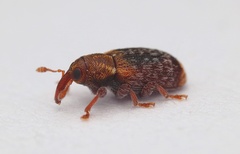 Peristoreus flavitarsis