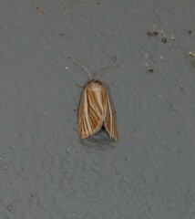 Heliocheilus cramboides