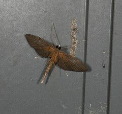 Hymenoptychis sordida