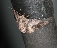 Hypodoxa emiliaria