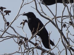 Corvus cryptoleucus