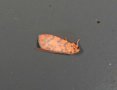 Miltochrista quadrilineata