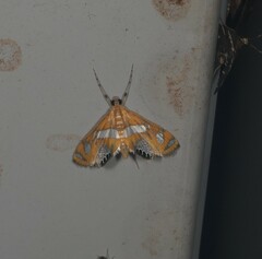 Margarosticha