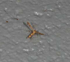 Nippoptilia cinctipedalis