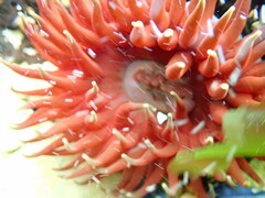 Phlyctenanthus australis