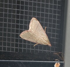 Hypsopygia albidalis