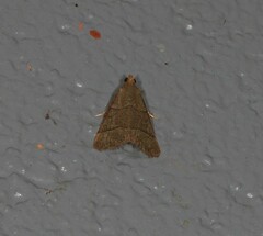 Hypsopygia decoloralis