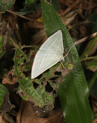 Oenochroma infantilis